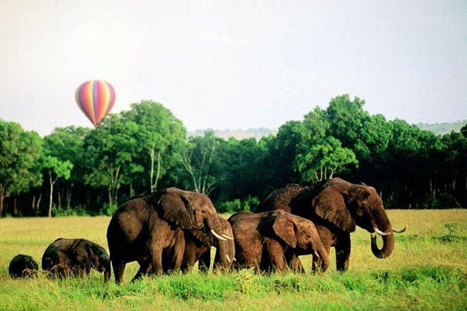 4 Days Enthralling Safaris in Kenya-lake Nakuru Masai Mara - A full day in the Mara