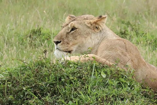 4 Days Enthralling Safaris in Kenya-lake Nakuru Masai Mara - What the small group changes