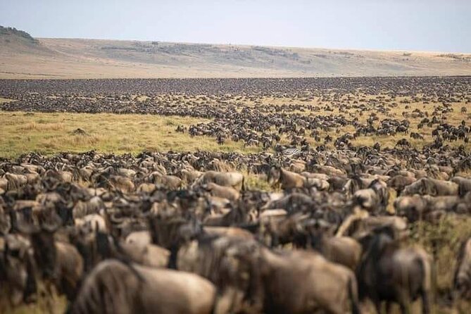 4 Days Enthralling Safaris in Kenya-lake Nakuru Masai Mara - Measuring the $871.80 price