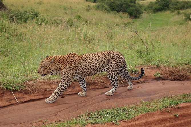 4 days group joining budget safari to Maasai Mara only - Four days with the Mara as the main event