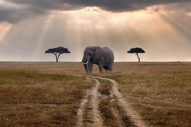 4 days group joining budget safari to Maasai Mara only - A full day among lions, cheetahs, and migrating herds