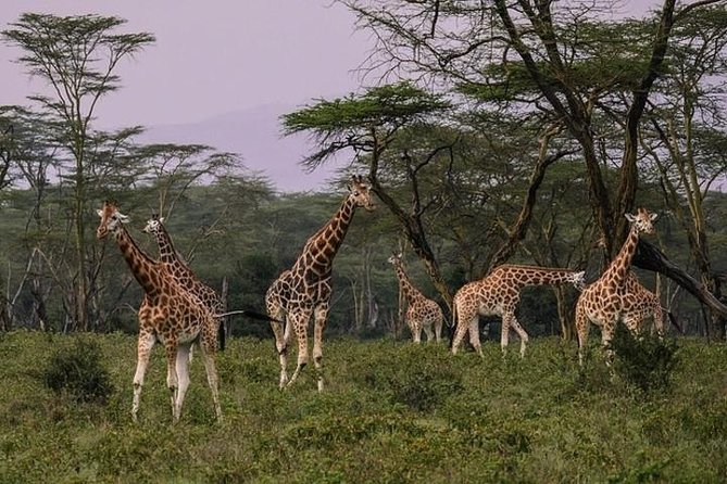 4 days group joining budget safari to Maasai Mara only - The real price: $397 plus a large park charge