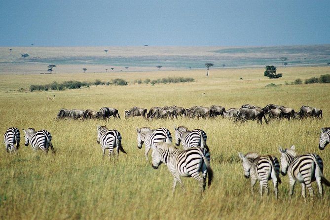 4 Days Group Joining Budget Safari To Masai Mara And Lake Nakuru National Park - Day one: Nairobi, the Great Rift Valley, and the first Mara drive