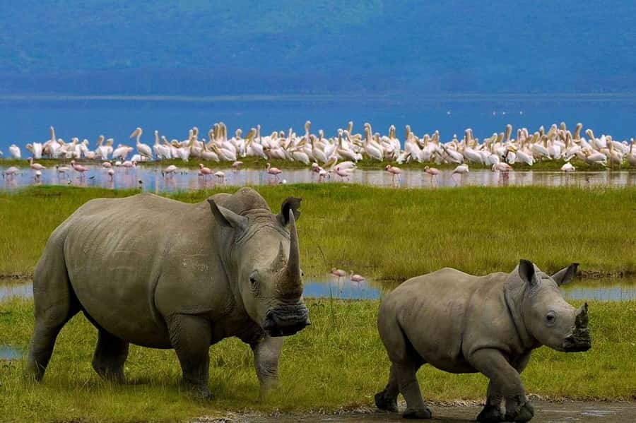 4 Days group safari in a safari van With no park fees - Day 2: A full day beside the Mara River