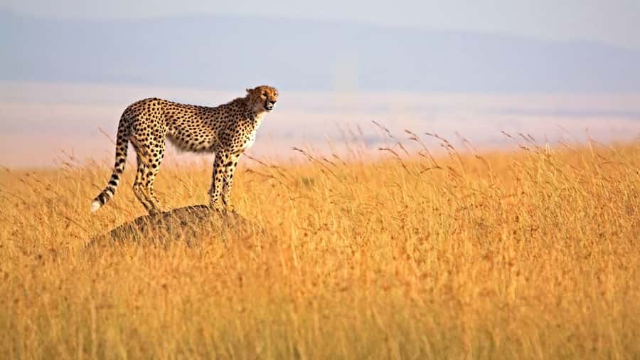 4 days Group safari in Masaai Mara and Lake Nakuru Park - Key points at a glance