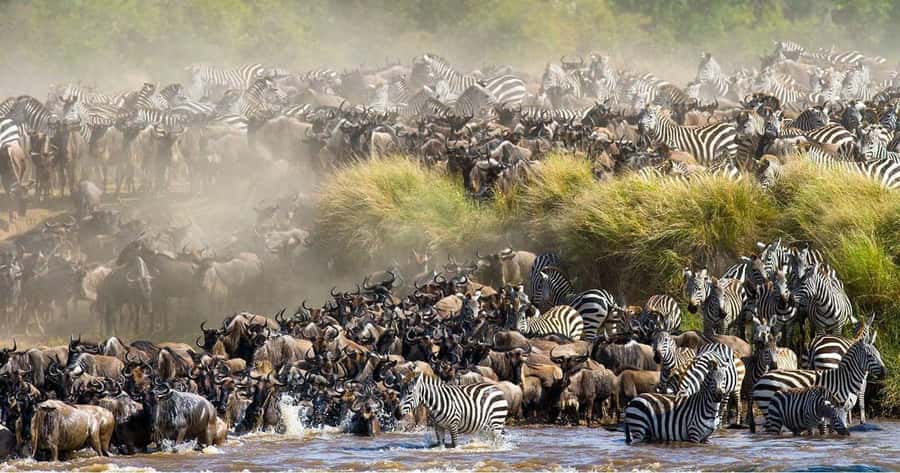 4 days Group safari in Masaai Mara and Lake Nakuru Park - Why this four-day route works