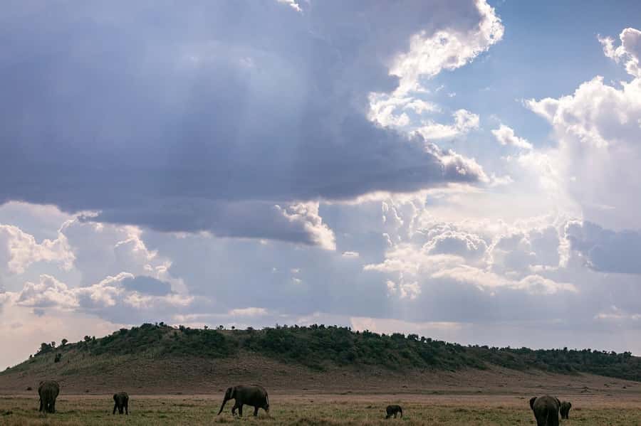 4 days Group safari in Masaai Mara and Lake Nakuru Park - From Maasai Mara to Lake Nakuru