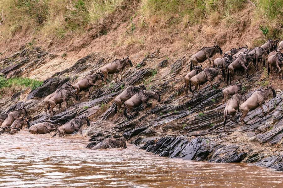 4 days Group safari in Masaai Mara and Lake Nakuru Park - Life inside the small group