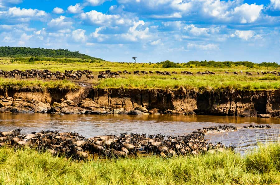 4 days Group safari in Masaai Mara and Lake Nakuru Park - Booking terms and extra costs