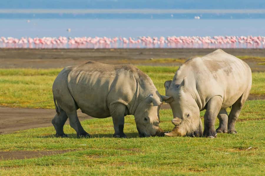 4 days Group safari in Masaai Mara and Lake Nakuru Park - Nairobi to Maasai Mara via the Great Rift Valley