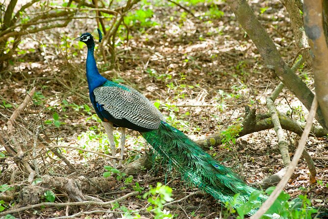 4 Days Lake Nakuru and Masai Mara Luxury Safari - Why this four-day route works