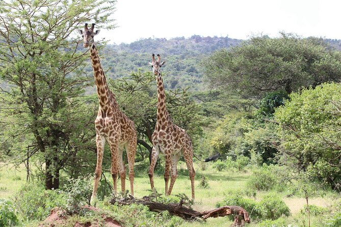 4 Days Lake Nakuru and Masai Mara Luxury Safari - Day 3: A full-day safari with a packed lunch