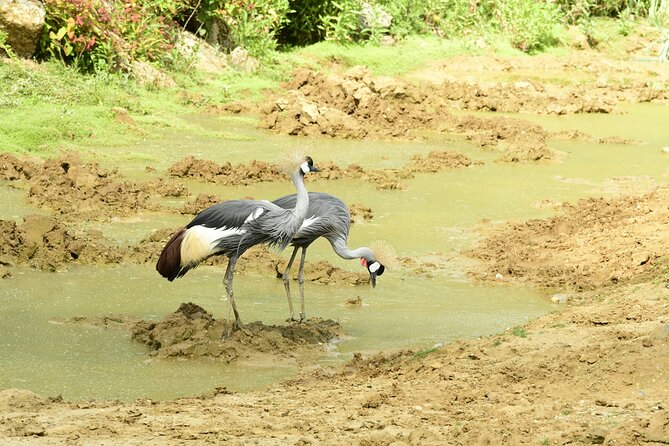 4 Days Lake Nakuru and Masai Mara Luxury Safari - Day 4: Returning to Nairobi with lunch at Carnivore