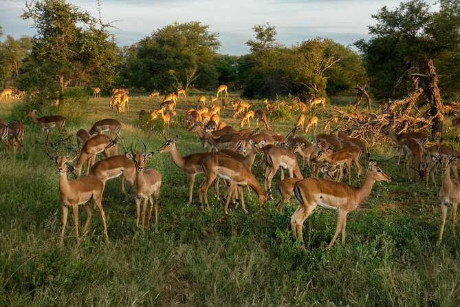 4 Days Lake Nakuru and Masai Mara Luxury Safari - What the $3,170 price includes