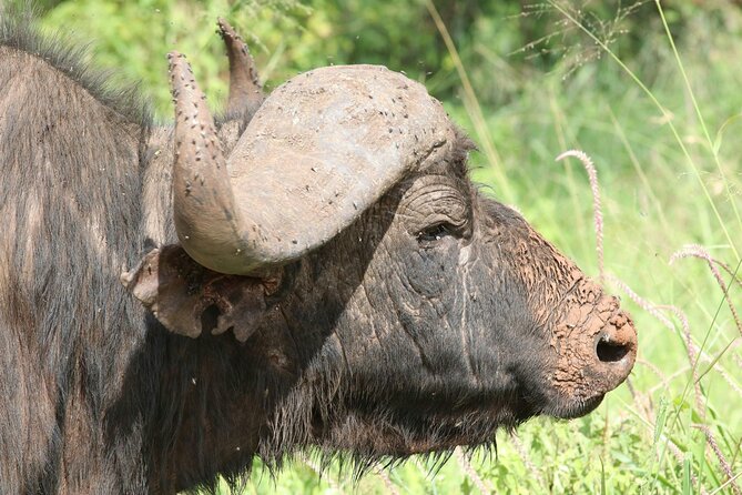 4 Days Lake Nakuru and Masai Mara Luxury Safari - The guide and vehicle can shape the whole safari
