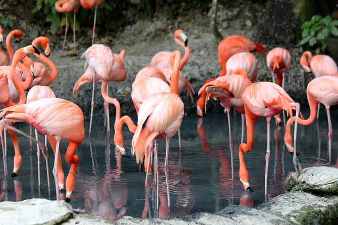 4 Days Lake Nakuru and Masai Mara Luxury Safari - Who should book this safari