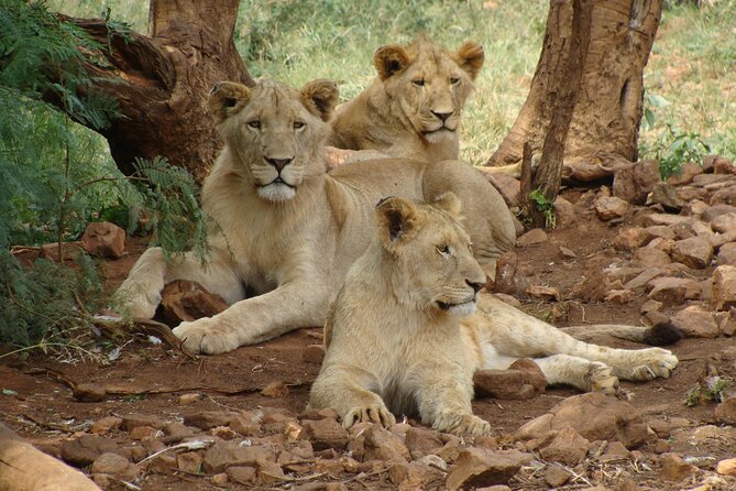 4 Days Lake Nakuru and Masai Mara Luxury Safari - Day 1: Mai Mahiu and Lake Nakuru’s rhino country