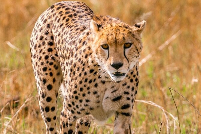 4 Days Landcruiser Safari to Masai Mara and Lake Nakuru - Key points to know before booking