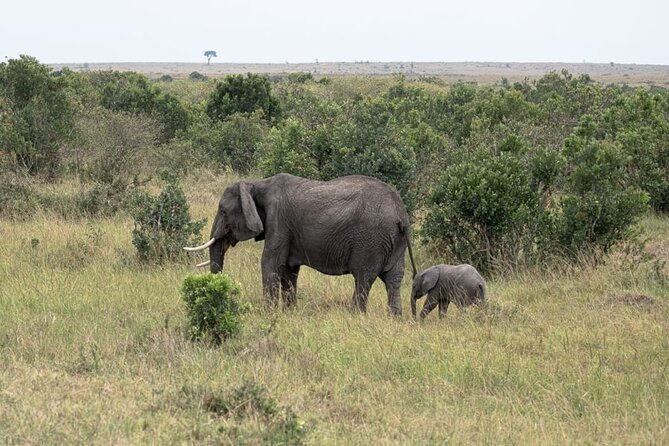4 Days Landcruiser Safari to Masai Mara and Lake Nakuru - Day 3: From the Mara to Lake Nakuru