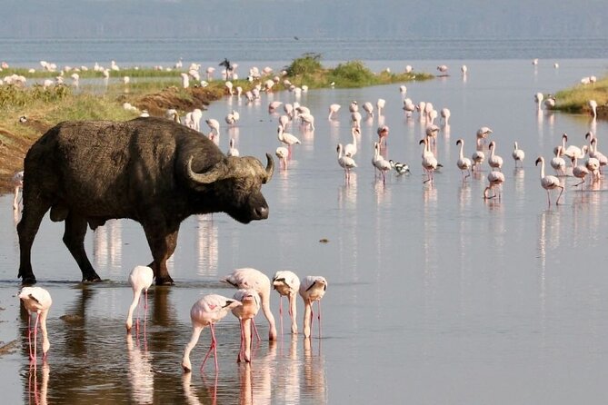 4 Days Landcruiser Safari to Masai Mara and Lake Nakuru - Day 4: Rhinos, birds, and the road back to Nairobi