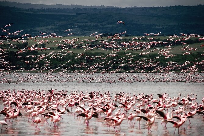 4 Days Landcruiser Safari to Masai Mara and Lake Nakuru - What the $660 price really covers