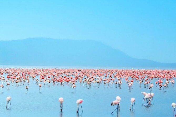 4 Days Landcruiser Safari to Masai Mara and Lake Nakuru - The guide can make or break the safari
