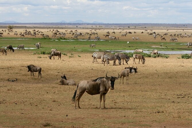 4 Days Landcruiser Safari to Masai Mara and Lake Nakuru - Day 2: A full day among the Mara wildlife