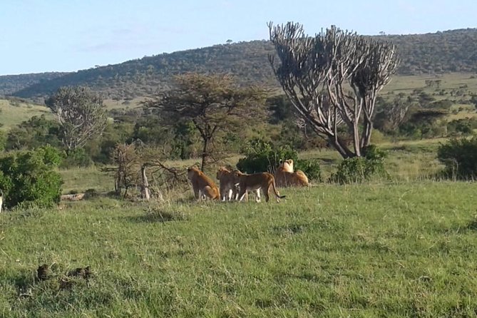 4 Days Maasai Mara and Lake Nakuru Unforgettable Safari - Why Maasai Mara is the heart of the safari
