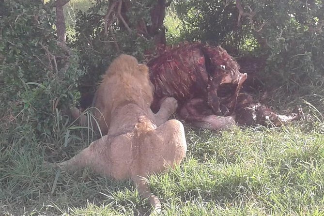 4 Days Maasai Mara and Lake Nakuru Unforgettable Safari - The transfer to Lake Nakuru is a full travel day