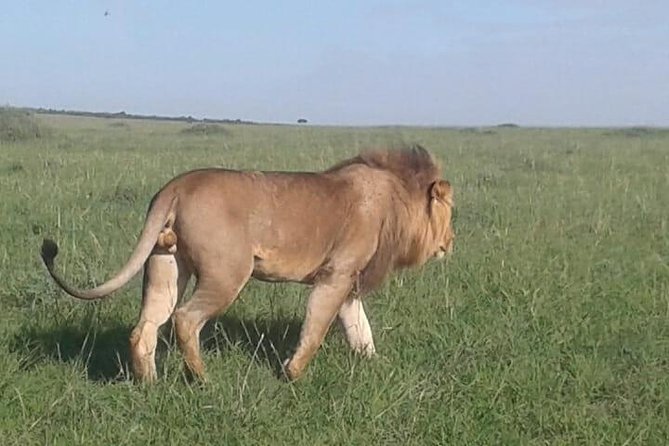4 Days Maasai Mara and Lake Nakuru Unforgettable Safari - Lake Nakuru focuses on rhinos and birdlife