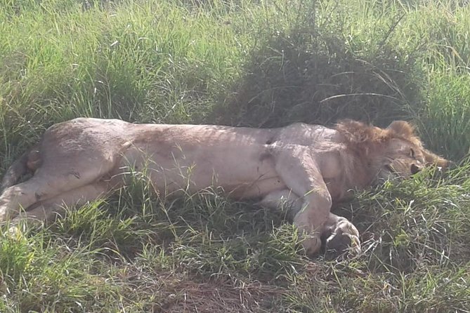 4 Days Maasai Mara and Lake Nakuru Unforgettable Safari - What the price really covers