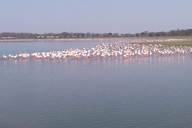 4 Days Maasai Mara and Lake Nakuru Unforgettable Safari - Food, lodging, and the shared setup