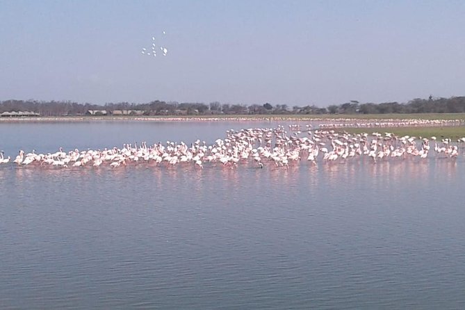 4 Days Maasai Mara and Lake Nakuru Unforgettable Safari - Who will enjoy this safari most