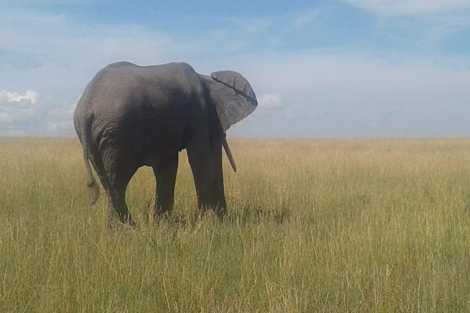 4 Days Maasai Mara and Lake Nakuru Unforgettable Safari - The Maasai village option adds context