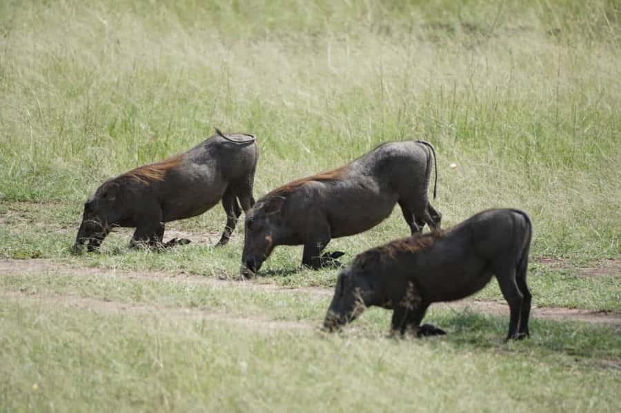 4 DAYS MAASAI MARA GROUP SAFARI: (WITH MARA PARK FEES) - 4WD - What $750 buys you in the Maasai Mara