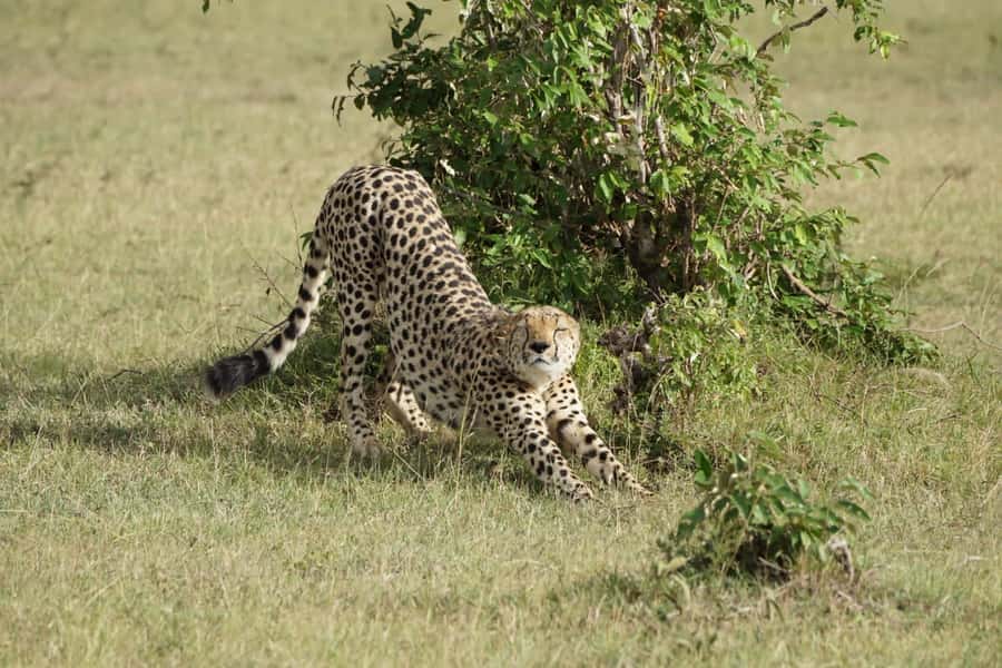 4 DAYS MAASAI MARA GROUP SAFARI: (WITH MARA PARK FEES) - 4WD - The 4 pm sunset game drive