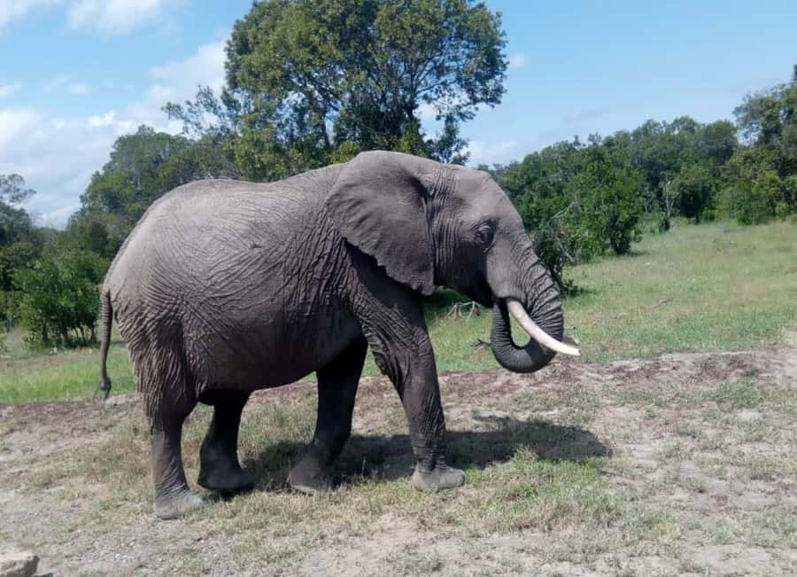 4 DAYS MAASAI MARA GROUP SAFARI: (WITH MARA PARK FEES) - 4WD - The Great Migration and the Mara setting