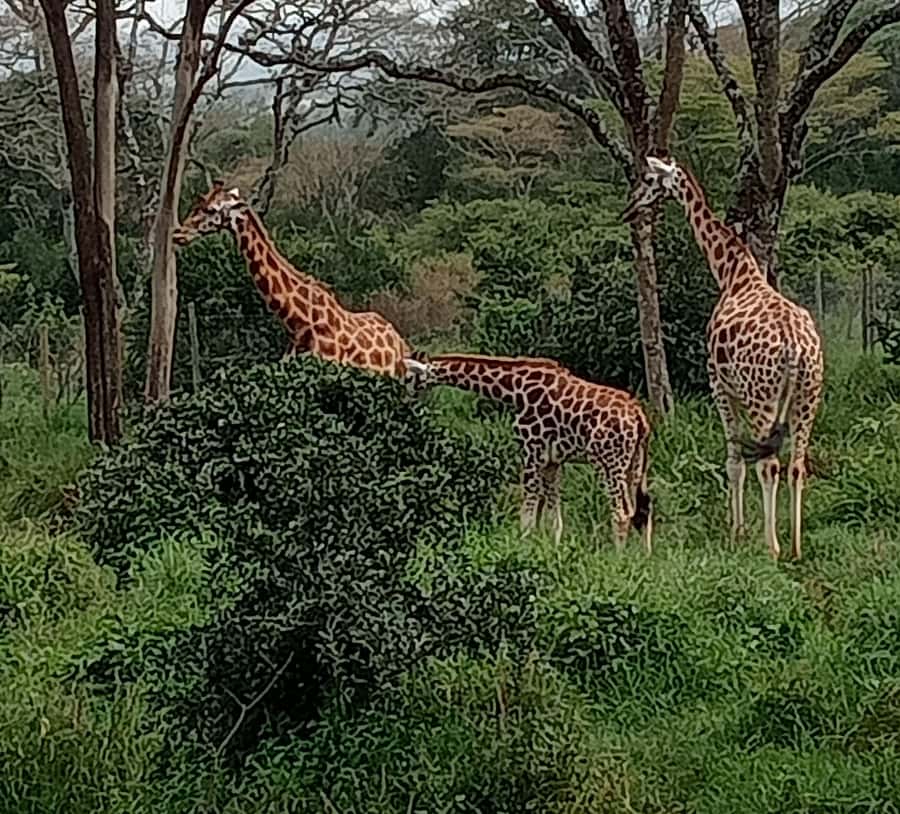 4 DAYS MAASAI MARA GROUP SAFARI: (WITH MARA PARK FEES) - 4WD - Vehicle, group size, and guide quality