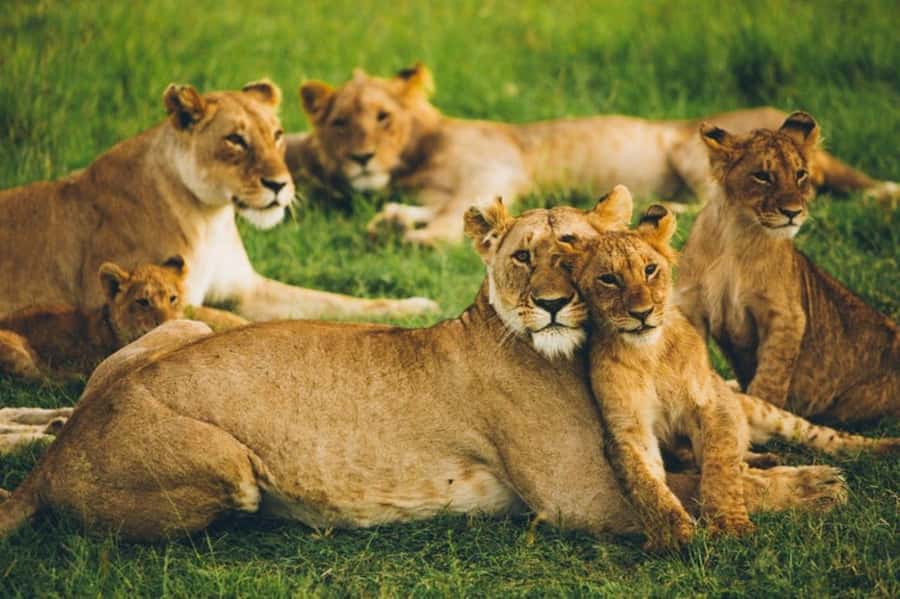 4 DAYS MAASAI MARA GROUP SAFARI: (WITH MARA PARK FEES) - 4WD - Leaving Nairobi for the Great Rift Valley