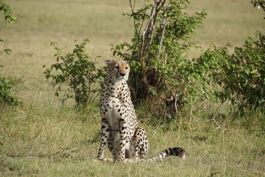 4 DAYS MAASAI MARA & LAKE NAKURU SMALL GROUP SAFARI BY 4WD - Why Maasai Mara gets the prime time