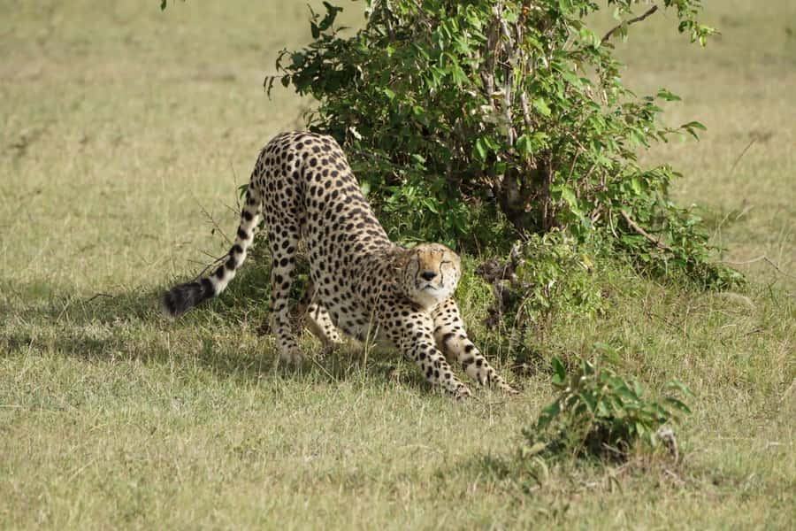 4 DAYS MAASAI MARA & LAKE NAKURU SMALL GROUP SAFARI BY 4WD - Day 3: The long transfer from Mara to Nakuru