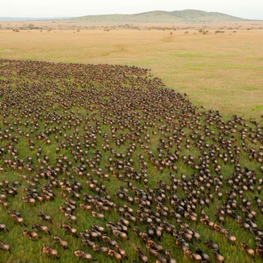 4 DAYS MAASAI MARA & LAKE NAKURU SMALL GROUP SAFARI BY 4WD - Day 2: A full day beside the Mara River