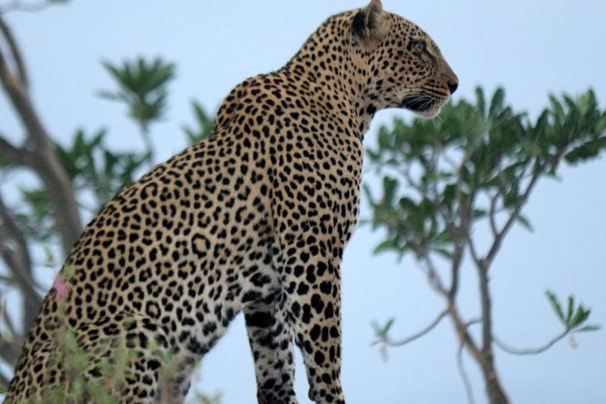 4 days Maasai Mara-Nakuru Mid-Range - The migration and the right season