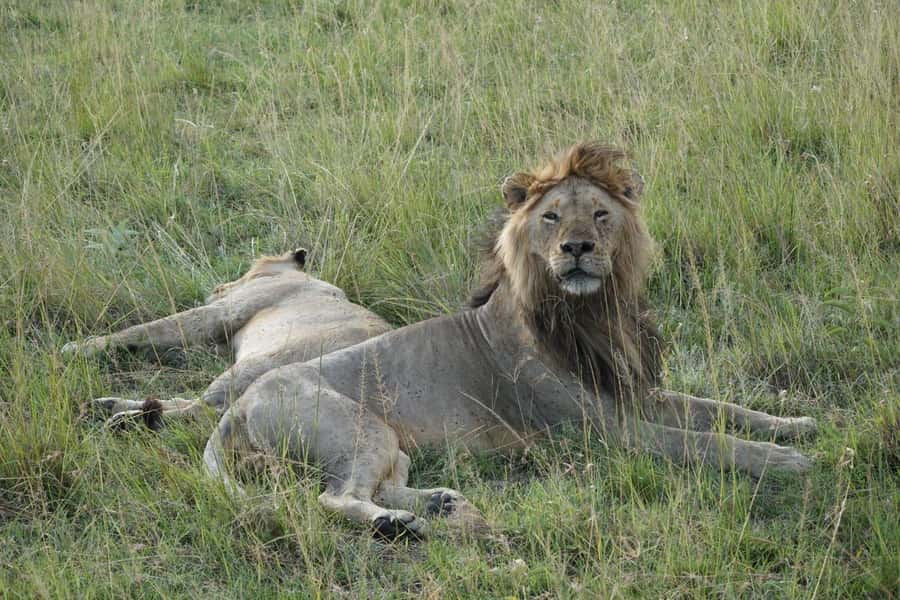 4 DAYS MAASAI MARA NATIONAL RESERVE GROUP SAFARI- 4WD - Why four days works well in the Maasai Mara