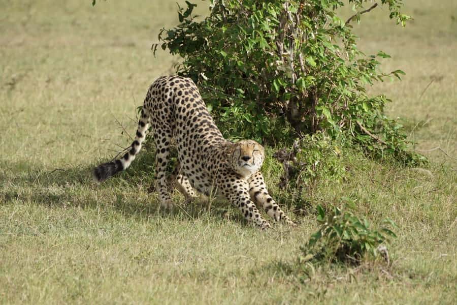 4 DAYS MAASAI MARA NATIONAL RESERVE GROUP SAFARI- 4WD - Days two and three: the main wildlife program