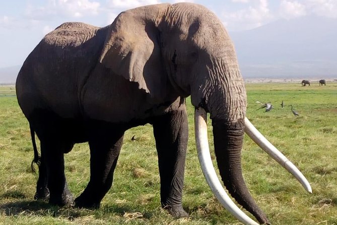 4 Days - Majestic Maasai Mara and Lake Nakuru Safari - First game drive in Maasai Mara