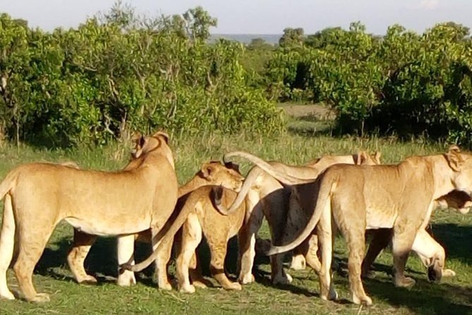 4 Days - Majestic Maasai Mara and Lake Nakuru Safari - The long transfer to Lake Nakuru