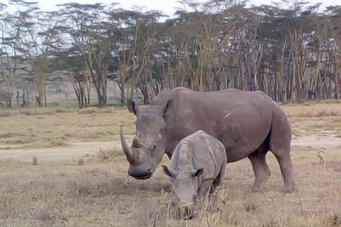 4 Days - Majestic Maasai Mara and Lake Nakuru Safari - White rhinos and flamingos at Lake Nakuru