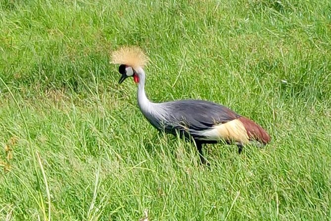 4 Days - Majestic Maasai Mara and Lake Nakuru Safari - Guides, language, and the practical rhythm