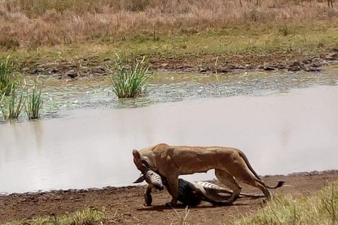 4 Days - Majestic Maasai Mara and Lake Nakuru Safari - Who will get the most from this safari?